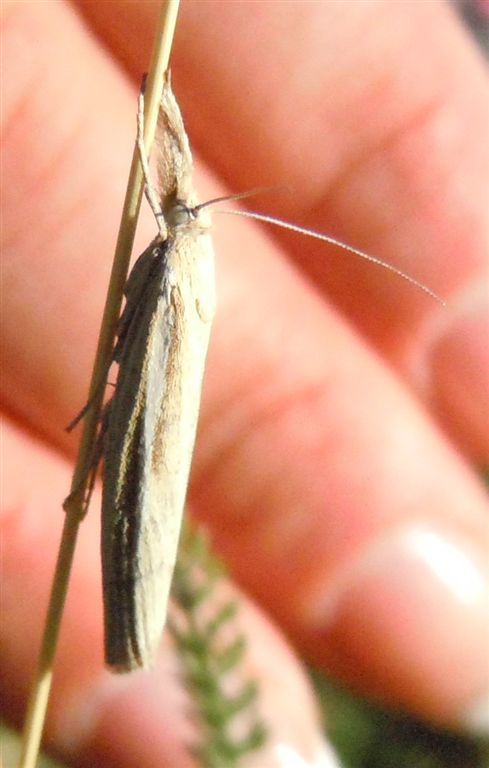 Agriphila?